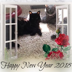 Meet your Posher, Donna